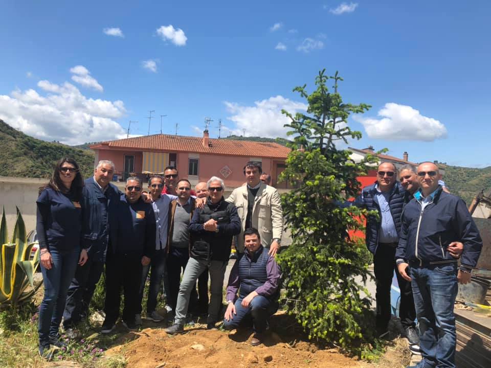 foto albero