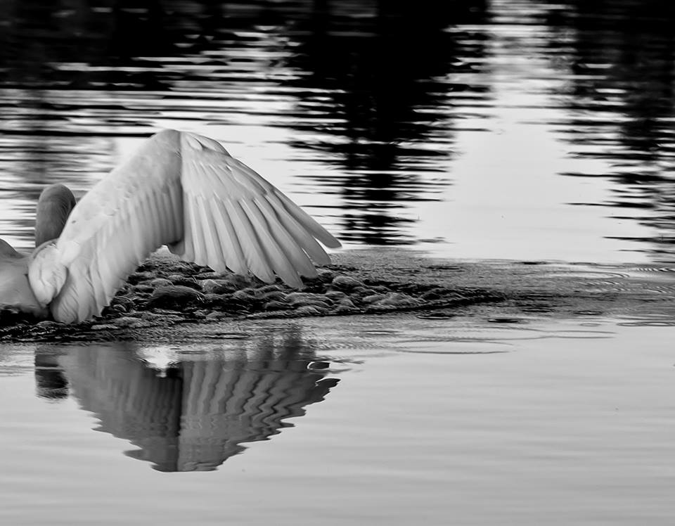 11 episcatto pasquale saladino