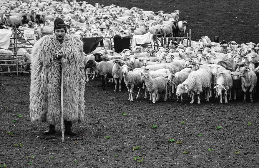 Epikastron greggi di pecore nel mondo 04