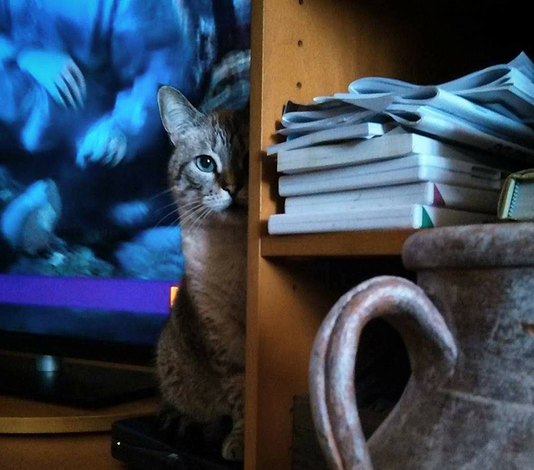 the cat pose Elvira Costarella